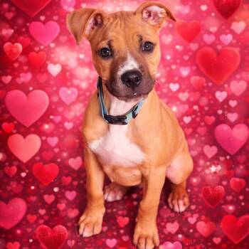 Boxer and Pit Bull Terrier Dogs Available for Adoption - Valentino Aka Lil