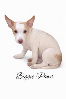 Mixed Breed Dogs Available for Adoption - Biggie Paws  | PetCurious