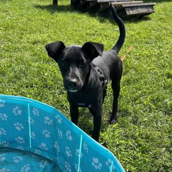 Artemis -  Mixed Breed Dog for Adoption in Oak Brook, Illinois - Artemis | PetCurious