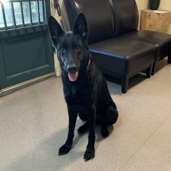 Nana -  German Shepherd Dog Dog for Adoption in Pasadena, California - Nana | PetCurious
