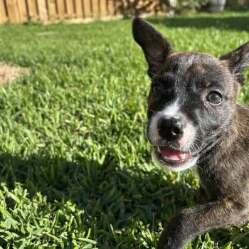 Ember (Formerly Dot) -  Mixed Breed Dog for Adoption in Webster, Texas - Ember (Formerly Dot) | PetCurious