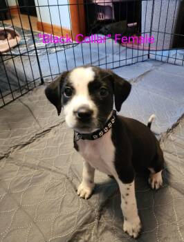 Morticia- little monsters litter -  Australian Cattle Dog Blue Heeler and Boykin Spaniel Dog for Adoption in Carmel Hamlet, New York - Morticia- Little Monsters Litter | PetCurious