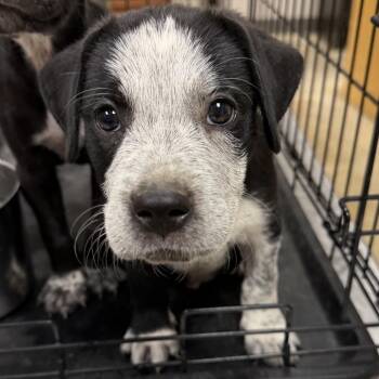 Cypress- 090902U -  Black Labrador Retriever and Mixed Breed Dog for Adoption in Tupelo, Mississippi - Cypress- 090902U | PetCurious