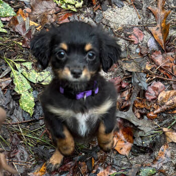 Rescue Chihuahua and Mixed Breed Dogs for Adoption in Raleigh, North Carolina - Capicola | PetCurious