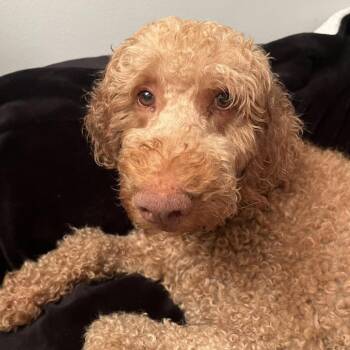 Cosmo -  Poodle and Mixed Breed Dog for Adoption in Nashville, Tennessee - Cosmo | PetCurious