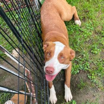 Lucy -  Pit Bull Terrier and None Dog for Adoption in Okmulgee, Oklahoma - Lucy | PetCurious