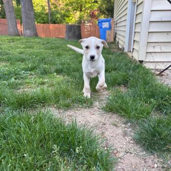 Tzatziki -  Labrador Retriever and Shepherd Dog for Adoption in Ferndale, Michigan - Tzatziki | PetCurious