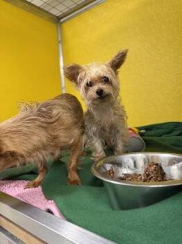 SAPPHIRE -  Yorkshire Terrier and Maltese Dog for Adoption - SAPPHIRE | PetCurious
