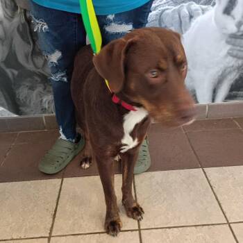 Mixed Breed Dogs Available for Adoption in Columbus, Georgia - 05/26/2026-Stray-StMarysRoad | PetCurious