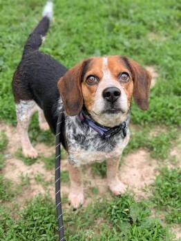 Beagle Dogs Available for Adoption in St. Peters, Missouri - APRIL | PetCurious