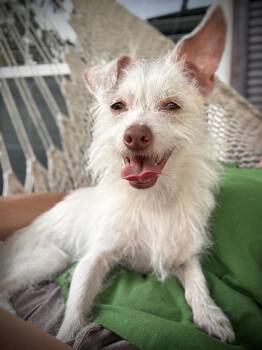 Lelaini -  Chihuahua Dog for Adoption in Alafaya, Florida - Lelaini | PetCurious