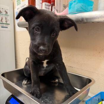 Ella -  Pit Bull Terrier Dog for Adoption in Birmingham, Alabama - Ella | PetCurious