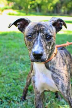Morris -  Whippet and Mixed Breed Dog for Adoption in Morton Grove, Illinois - Morris | PetCurious
