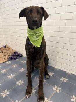 Shepherd and Mixed Breed Dogs Available for Adoption - Bolter | PetCurious