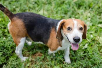 Carl -  Beagle Dog for Adoption in Newburgh, Indiana - Carl | PetCurious