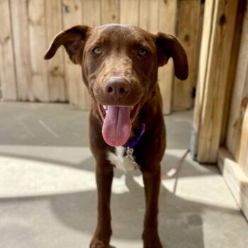 Mixed Breed Dogs Available for Adoption in Freeport, Florida - Archie | PetCurious