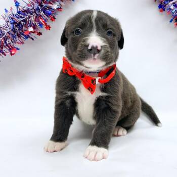 753 (2026) Sprout -  Pit Bull Terrier and Great Pyrenees Dog for Adoption in Parker, Colorado - 753 (2026) Sprout | PetCurious