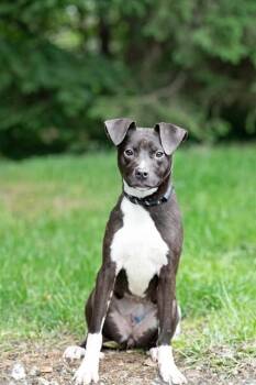 Border Collie and Mixed Breed Dogs Available for Adoption in Belleville, Illinois - SALAMI | PetCurious