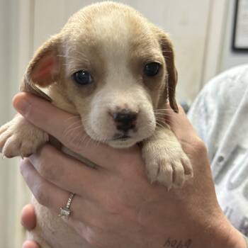 Sprinkle -  Mixed Breed Dog for Adoption in Columbia, South Carolina - Sprinkle | PetCurious
