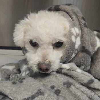 Lamb Chop -  Miniature Poodle Dog for Adoption in Sonoma, California - Lamb Chop | PetCurious