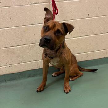 Herc -  Mixed Breed Dog for Adoption in Memphis, Tennessee - Herc | PetCurious
