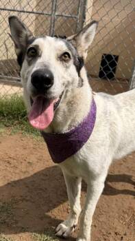 Husky and Mixed Breed Dogs Available for Adoption in Balch Springs, Texas - Ashley | PetCurious