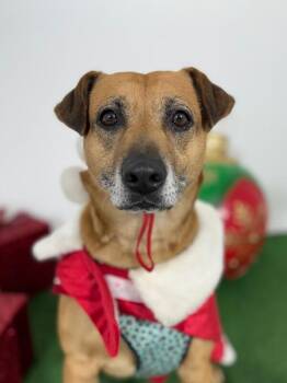 Zuzu-One of our Amazing Rescue Dogs -  Black Mouth Cur and Labrador Retriever Dog for Adoption in Carlsbad, California - Zuzu-One Of Our Amazing Rescue Dogs | PetCurious