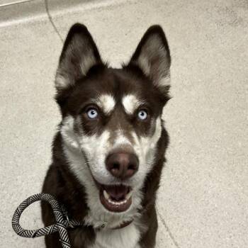 Kauai -  Siberian Husky Dog for Adoption in Murray, Utah - Kauai | PetCurious