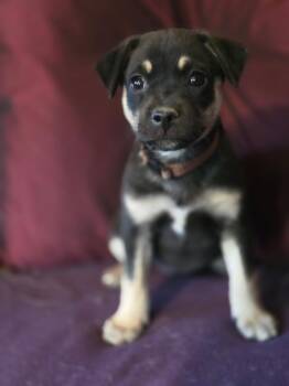 Shepherd Dogs Available for Adoption in Rio Rancho, New Mexico - Susan | PetCurious
