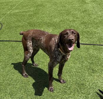German Shorthaired Pointer Dogs Available for Adoption in Kutztown, Pennsylvania - Shadow | PetCurious