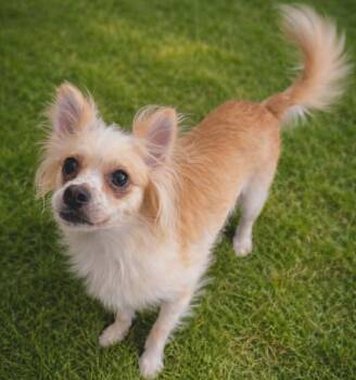 Chihuahua and Pomeranian Dogs Available for Adoption in Thousand Oaks, California - Jodie Pawster  | PetCurious