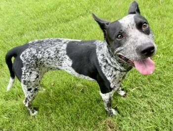 Raine -  Australian Cattle Dog Blue Heeler and Mixed Breed Dog for Adoption in Fort Worth, Texas - Raine | PetCurious