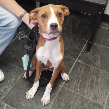 Kori -  Terrier Dog for Adoption in Clearwater, Florida - Kori | PetCurious