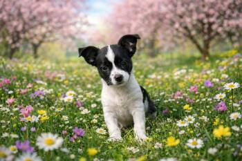 Terrier Dogs Available for Adoption in Ssl, Utah - Tornado | PetCurious