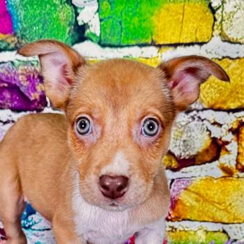 Spazz -  Mixed Breed Dog for Adoption in Franklin, North Carolina - Spazz | PetCurious