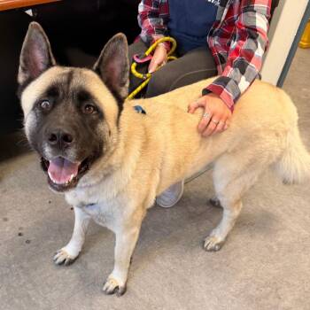 Rocky -  Akita Dog for Adoption in Philadelphia, Pennsylvania - Rocky | PetCurious