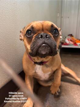 Beans -  Boston Terrier and French Bulldog Dog for Adoption in Pottsville, Pennsylvania - Beans | PetCurious