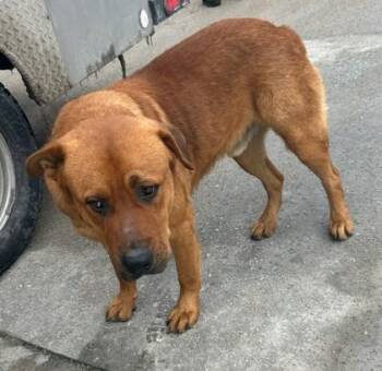 Mixed Breed Dogs Available for Adoption - Tombo | PetCurious