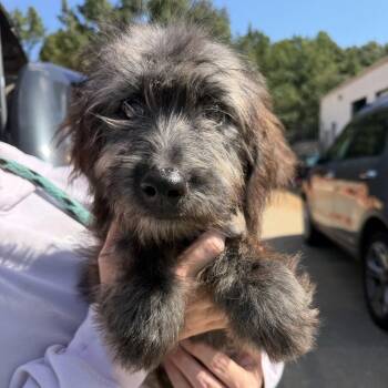 Shadow -  Labrador Retriever and Terrier Dog for Adoption in Columbia, South Carolina - Shadow | PetCurious
