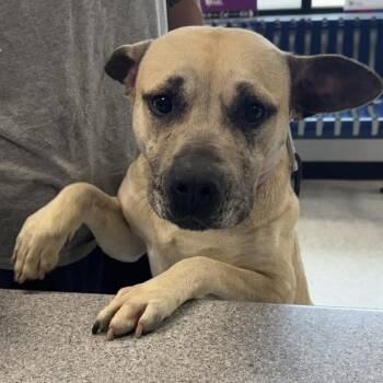 Miklo -  Australian Shepherd Dog for Adoption in Des Moines, Iowa - Miklo | PetCurious
