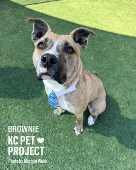 Pit Bull Terrier and Mixed Breed Dogs Available for Adoption in Kansas City, Missouri - Brownie | PetCurious