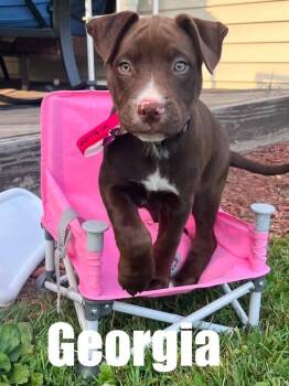 Georgia -  Pit Bull Terrier and Labrador Retriever Dog for Adoption in Harrison City, Pennsylvania - Georgia | PetCurious
