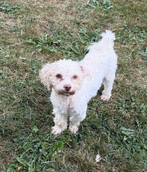 Andre -  Miniature Poodle Dog for Adoption in Akron, Ohio - Andre | PetCurious