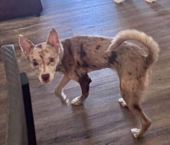 Lottie -  Mixed Breed Dog for Adoption in Lexington, Kentucky - Lottie | PetCurious
