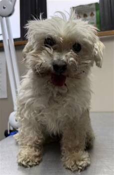 PIKA -  Maltese and Poodle Dog for Adoption in Redlands, California - PIKA | PetCurious