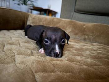 Headline -  American Bully Dog for Adoption in Phoenix, Arizona - Headline | PetCurious