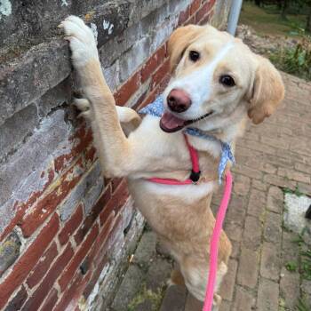 Rescue Mixed Breed Dogs for Adoption in Fredericksburg, Virginia - Hazel | PetCurious