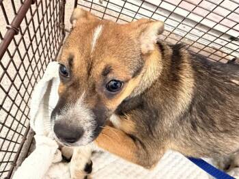 MATHIAS -  Pit Bull Terrier Dog for Adoption in San Bernardino, California - MATHIAS | PetCurious