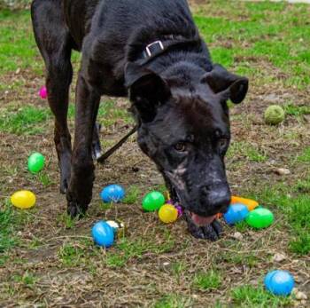 Rescue Mixed Breed Dogs for Adoption in West Chester, Pennsylvania - Coal | PetCurious