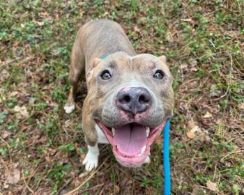 Pit Bull Terrier Dogs Available for Adoption - DEREK | PetCurious